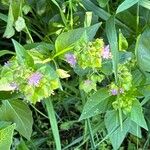 Mirabilis nyctaginea Flower