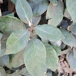 Elaeagnus macrophylla 葉