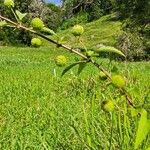 Hyptis capitata Frucht