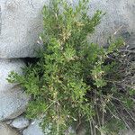 Trixis californica Hábito
