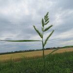 Echinochloa crus-galli Blüte