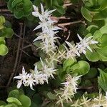 Sedum glaucophyllum Blatt