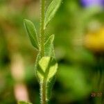 Rudbeckia hirta Blad