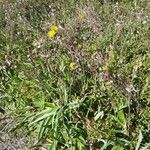 Sonchus maritimus Natur