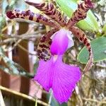 Cattleya aclandiae