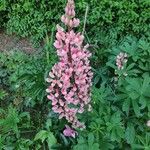 Lupinus × regalis Fiore