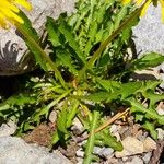 Taraxacum alpinum