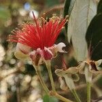Feijoa sellowiana 花