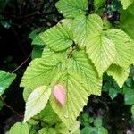 Corylopsis pauciflora Foglia