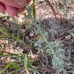 Artemisia austriaca Blad