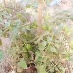Solanum lycopersicum Žiedas