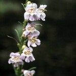 Penstemon virgatus Flower