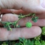 Medicago rigidula Fruit