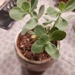 Kalanchoe marmorata Ліст