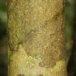 Oxandra asbeckii Corteza