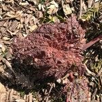 Rheum palmatum Blatt