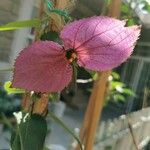 Dalechampia aristolochiifolia Flower