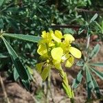 Lupinus arboreusফুল