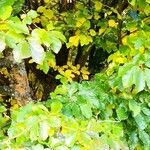 Parrotia subaequalis Hábito