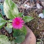 Mesembryanthemum cordifolium Λουλούδι