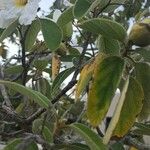 Cordia boissieri List