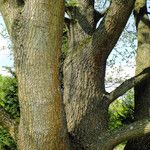 Quercus robur Ekosanga
