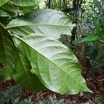 Quararibea turbinata 葉