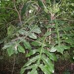 Meryta sonchifolia Hábito