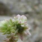 Sedum dasyphyllum Flower
