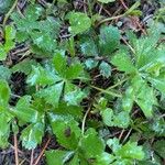 Potentilla anglicaLeaf