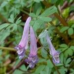 Corydalis solida Цвят