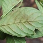 Psychotria cupularis Leaf