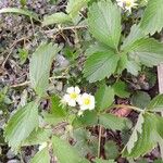 Fragaria × ananassa Habit