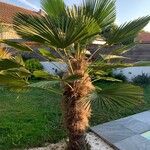 Chamaerops humilisЛист