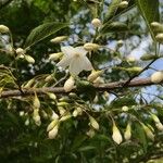 Styrax japonicus Blomst