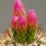 Eriosyce subgibbosa Flower