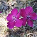 Dianthus sylvestris ᱵᱟᱦᱟ