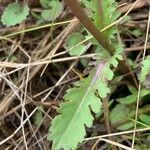 Senecio integerrimus Leaf