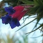 Tillandsia aeranthos Flower