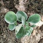 Peperomia obtusifolia Blatt