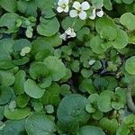 Nasturtium officinale Levél