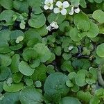 Nasturtium officinale Blad