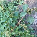 Amaranthus spinosusFlower