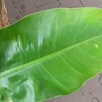 Philodendron erubescens Листок