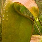 Sarracenia minor पत्ता