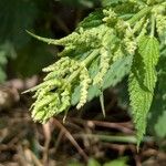 Urtica dioica Flower