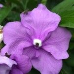 Brunfelsia pauciflora 花