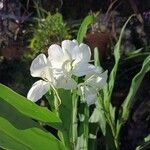 Hedychium coronariumÕis