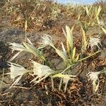 Pancratium maritimum Λουλούδι