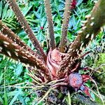 Zamia fairchildiana Flower